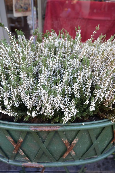 Heather Heather