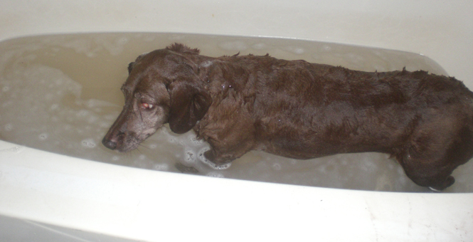 Heidi having a skunk bath Heidi having a skunk bath