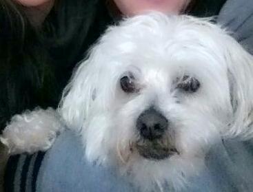 I do have some very fond memories of my little dog Abbey though!!