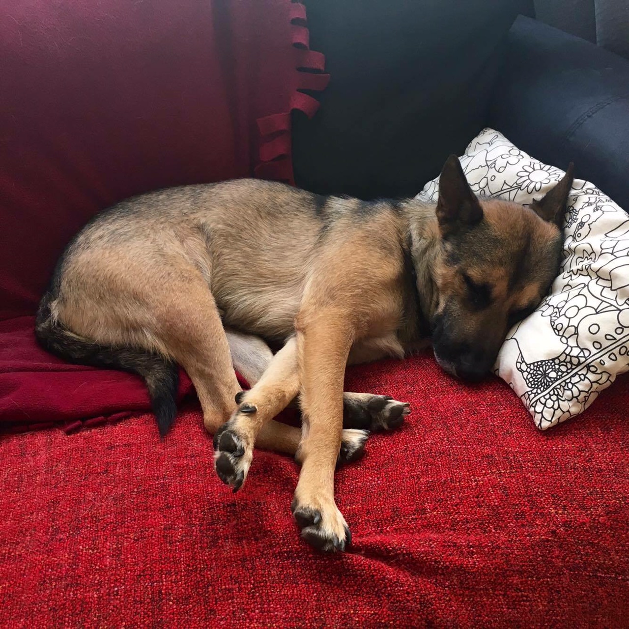 Let sleeping dogs lie - my son's pooch Let sleeping dogs lie - my son's pooch
