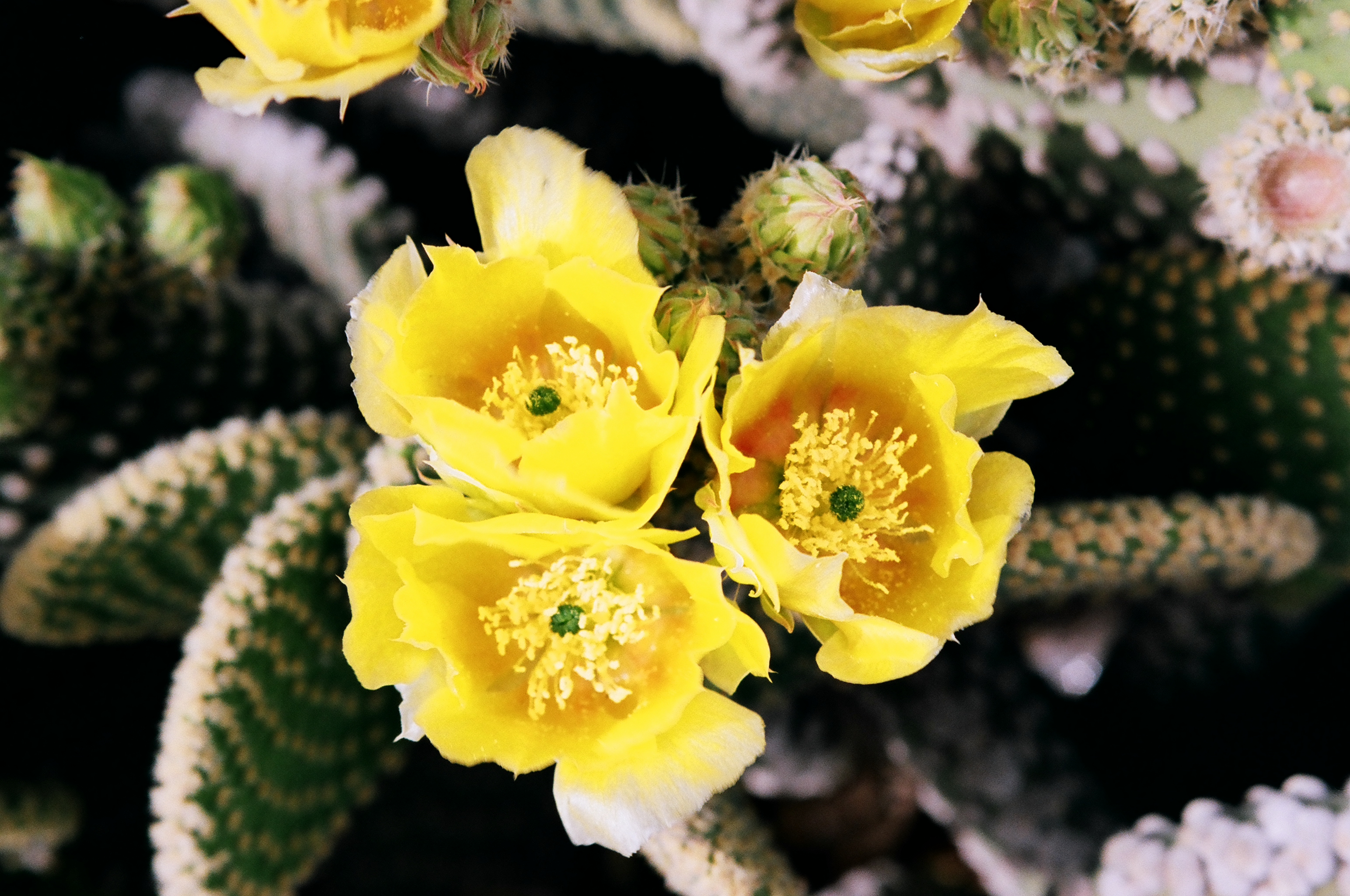 Prickly Pear blossoms, I took this shot in the early 1990s, it's a 35mm film shot. Prickly Pear blossoms, I took this shot in the early 1990s, it's a 35mm film shot.