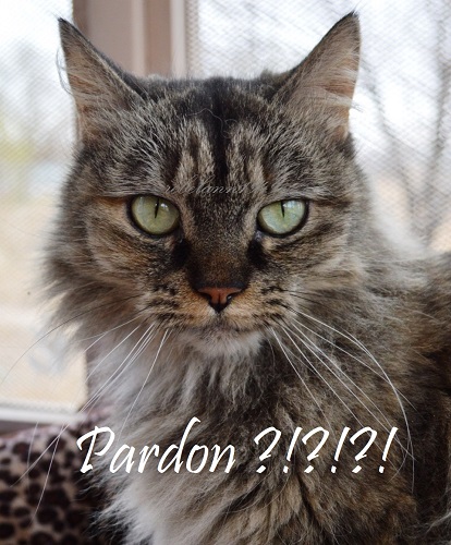 Boobear has a way of looking at me as if to say "Pardon?" I took this a few years ago and added the text on it Boobear has a way of looking at me as if to say "Pardon?" I took this a few years ago and added the text on it