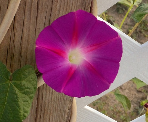 My morning glories are blooming early, I wonder if we're in for a cold winter. My morning glories are blooming early, I wonder if we're in for a cold winter.