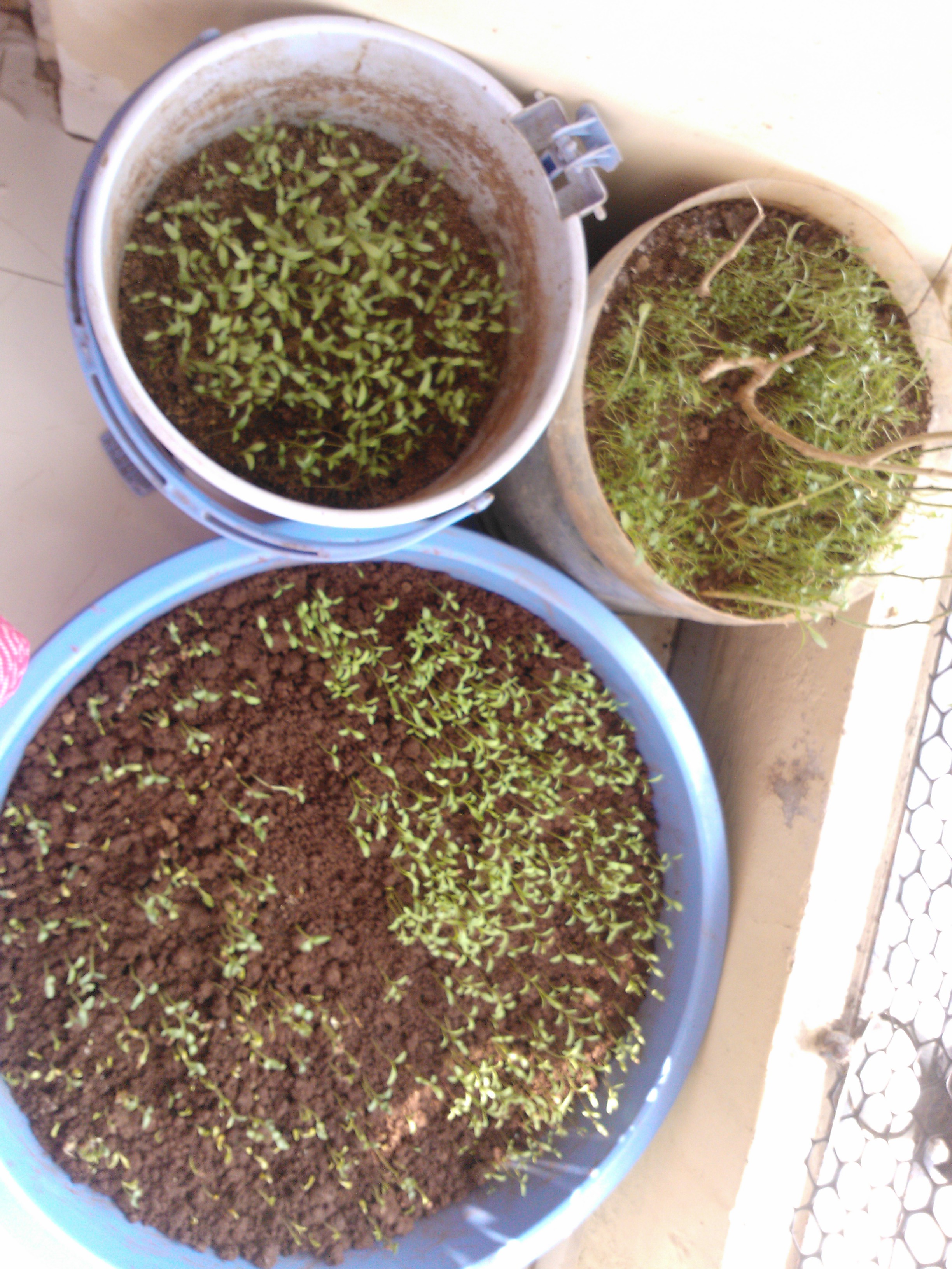 plantation