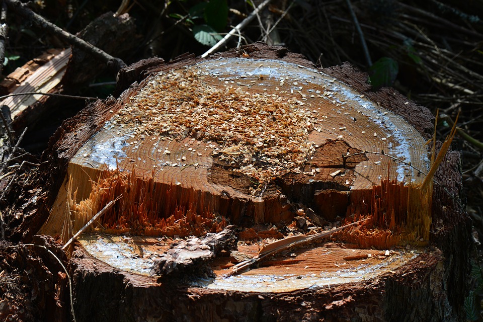 https://pixabay.com/en/tree-stump-freshly-cut-chips-wood-1421428/ https://pixabay.com/en/tree-stump-freshly-cut-chips-wood-1421428/