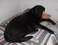 My dog Angel on my bed--photo taken by me My dog Angel on my bed--photo taken by me
