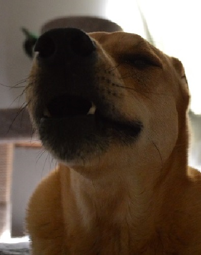 Ally was so happy I was back home, this was her greeting me. Ally was so happy I was back home, this was her greeting me.