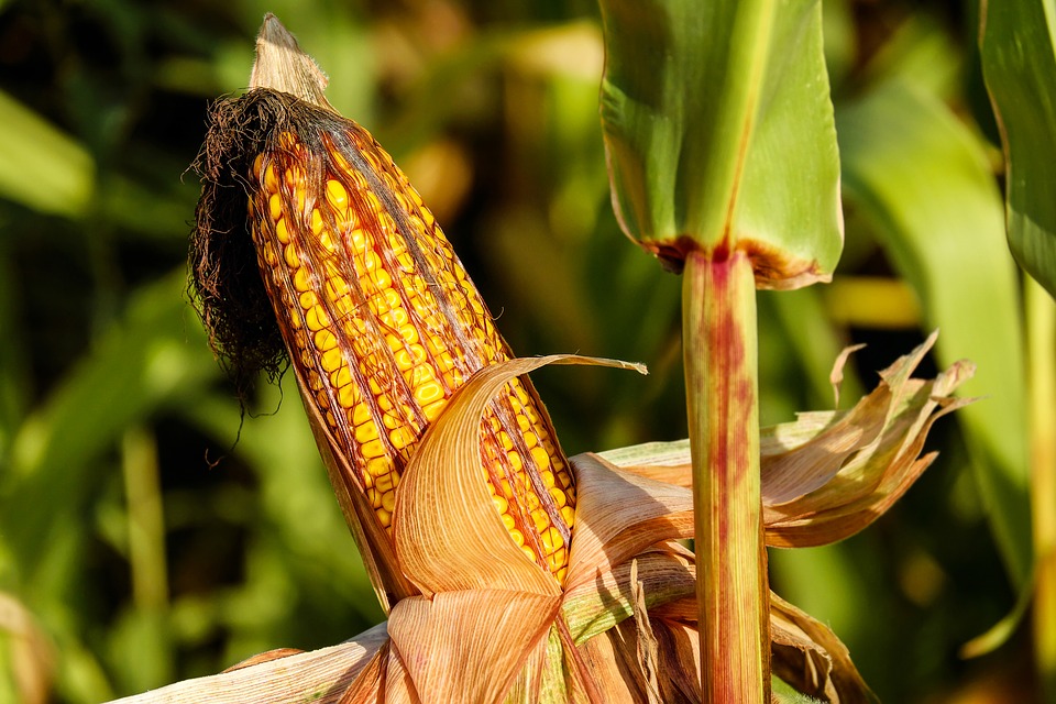 https://pixabay.com/en/corn-on-the-cob-corn-food-field-1690387/