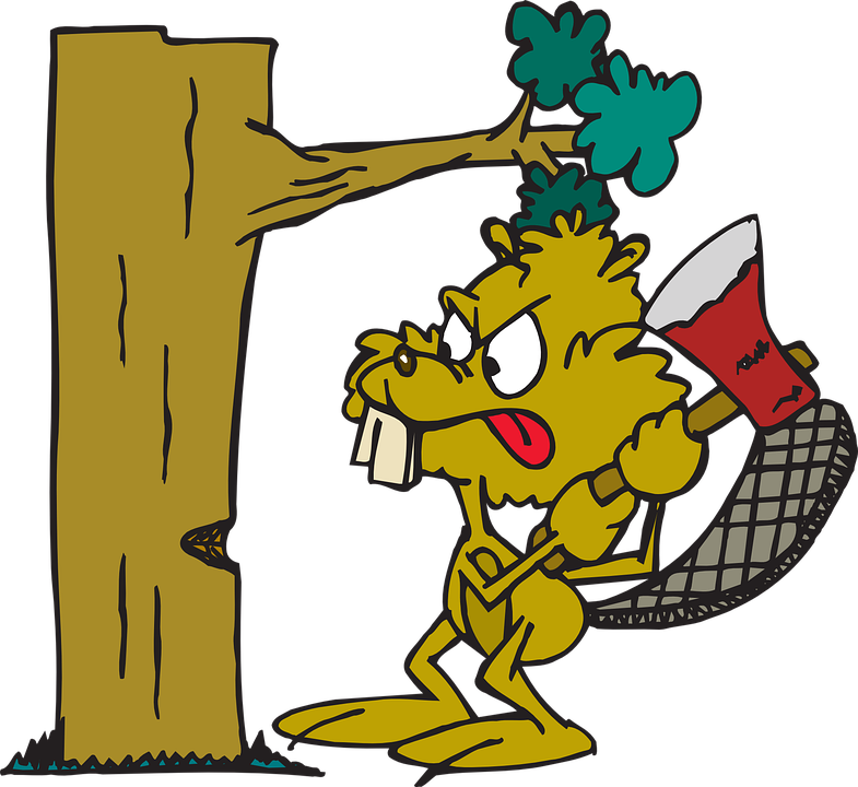 https://pixabay.com/en/beaver-angry-tree-down-axe-46234/ https://pixabay.com/en/beaver-angry-tree-down-axe-46234/