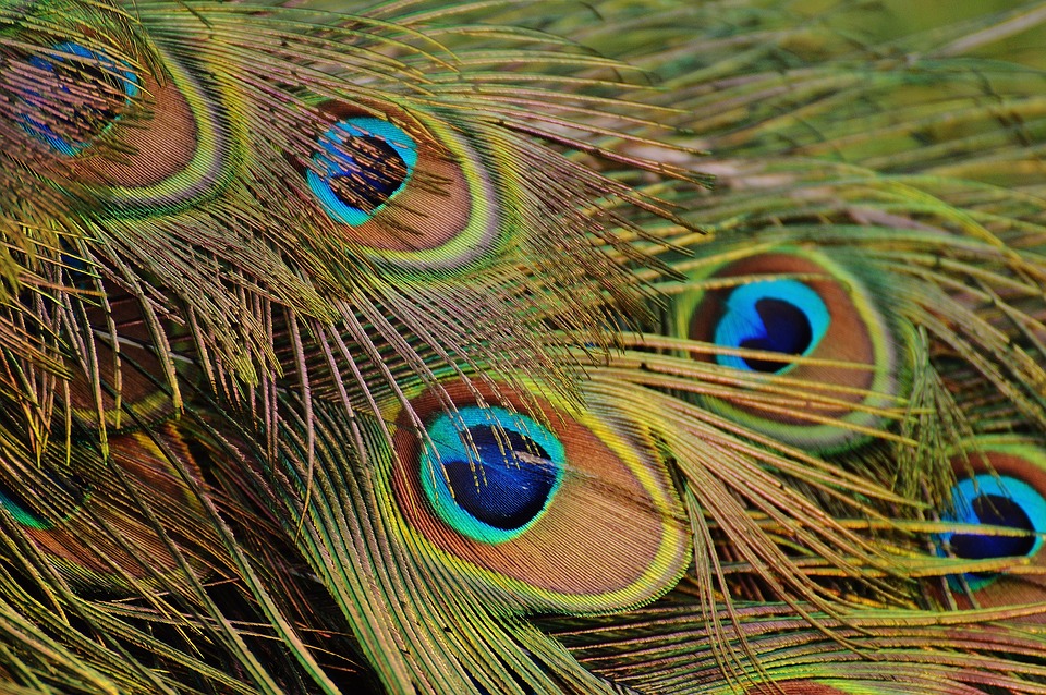 https://pixabay.com/en/peacock-feathers-peacock-1312509/