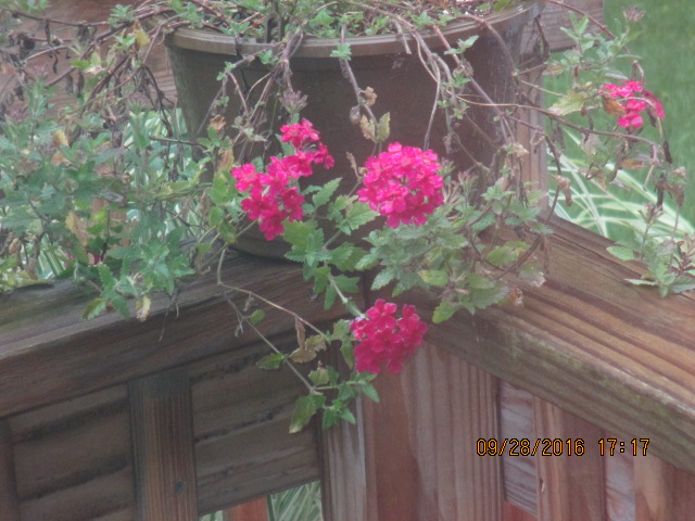 © Marsha Musselman 2016. My verbena died out and now regrowing again. © Marsha Musselman 2016. My verbena died out and now regrowing again.