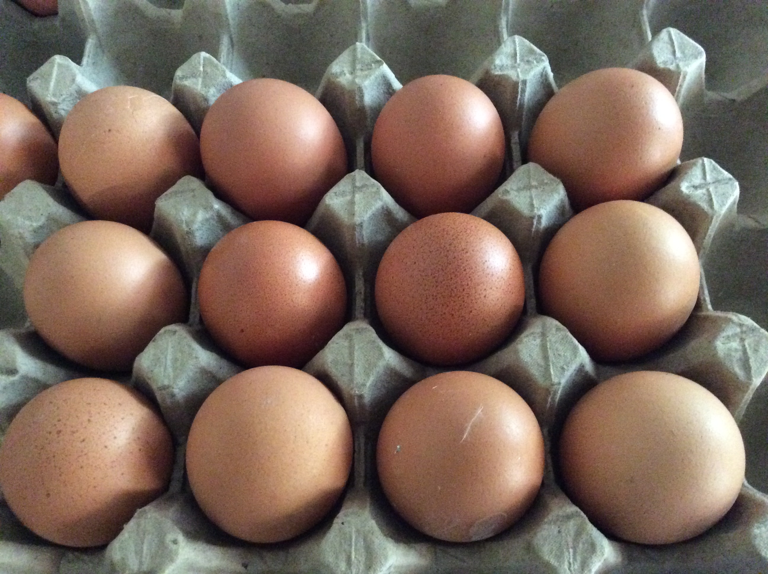Eggs Eggs