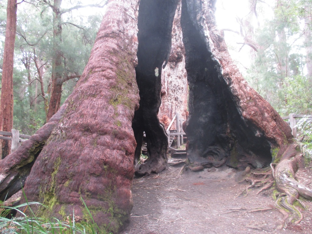 Red Tingle, Valley of the Giants, Western Australia Red Tingle, Valley of the Giants, Western Australia