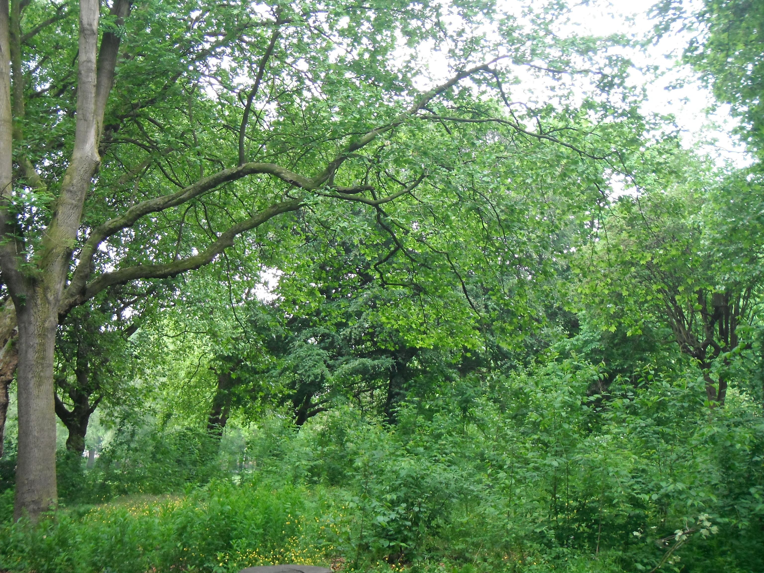 Photo taken by me – trees in whitworth Park, Manchester Photo taken by me – trees in whitworth Park, Manchester