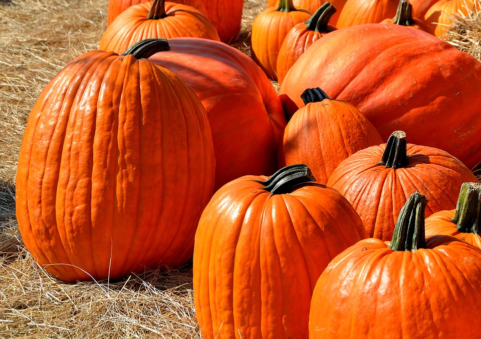 https://pixabay.com/en/pumpkins-halloween-autumn-1572864/ https://pixabay.com/en/pumpkins-halloween-autumn-1572864/