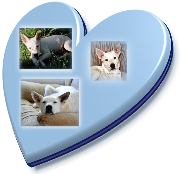 My sweet boy Mykey, I miss him. My sweet boy Mykey, I miss him.