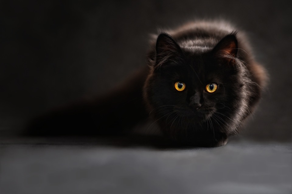 meow meow