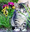 cat - cat with flowers