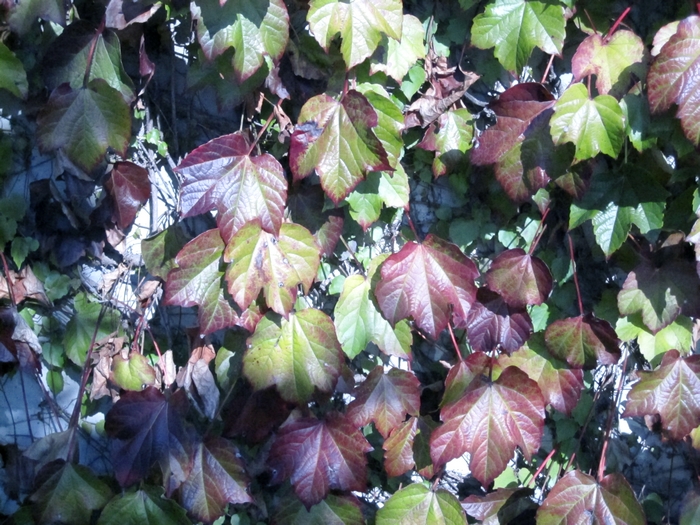 Autumn Leaves - Personal photo