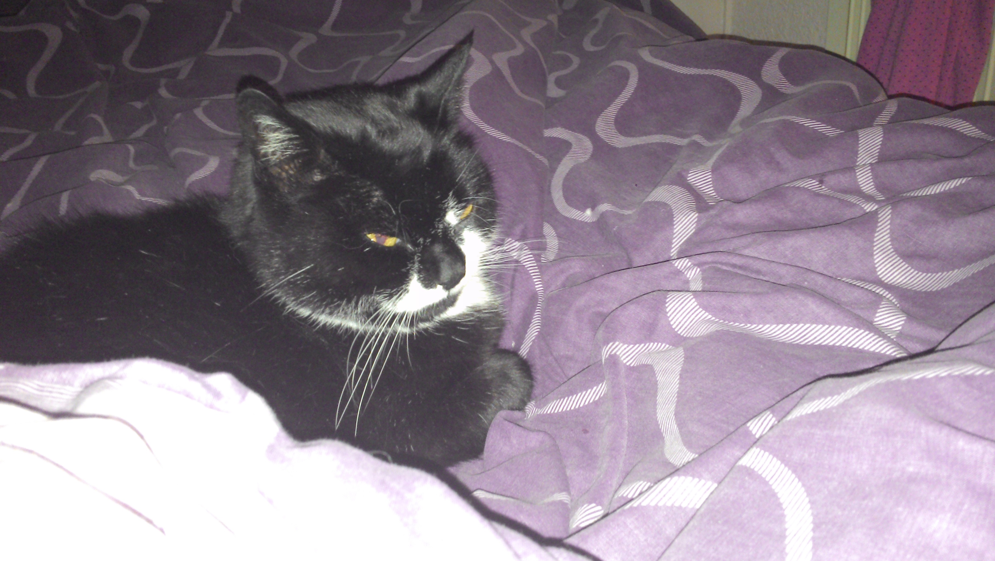Felix lying here as I post Felix lying here as I post