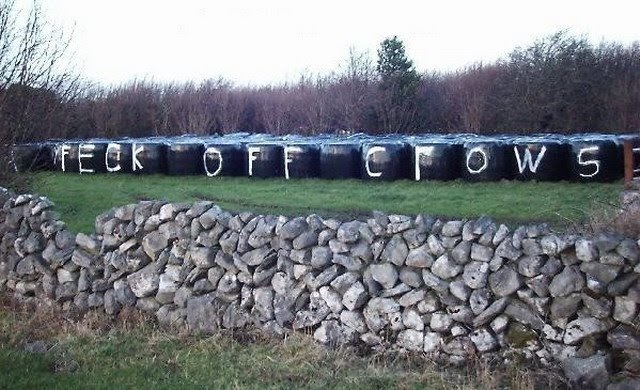 Googke - Feck Off Crows