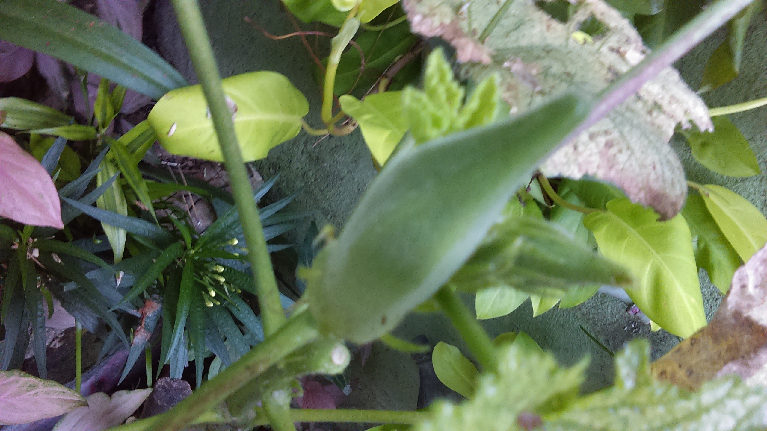 Okra Okra