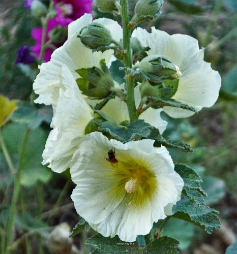 2013 was a better year for me, I had hollyhocks bloomin 2013 was a better year for me, I had hollyhocks bloomin