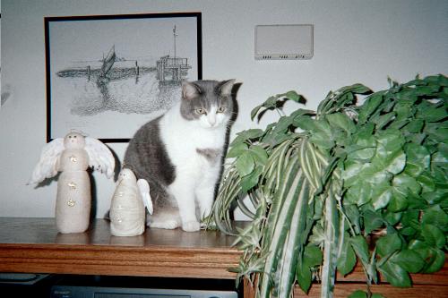 My Mom's Little Angel, Ivy - My mom's cat Ivy.  Three Litttle Angels.