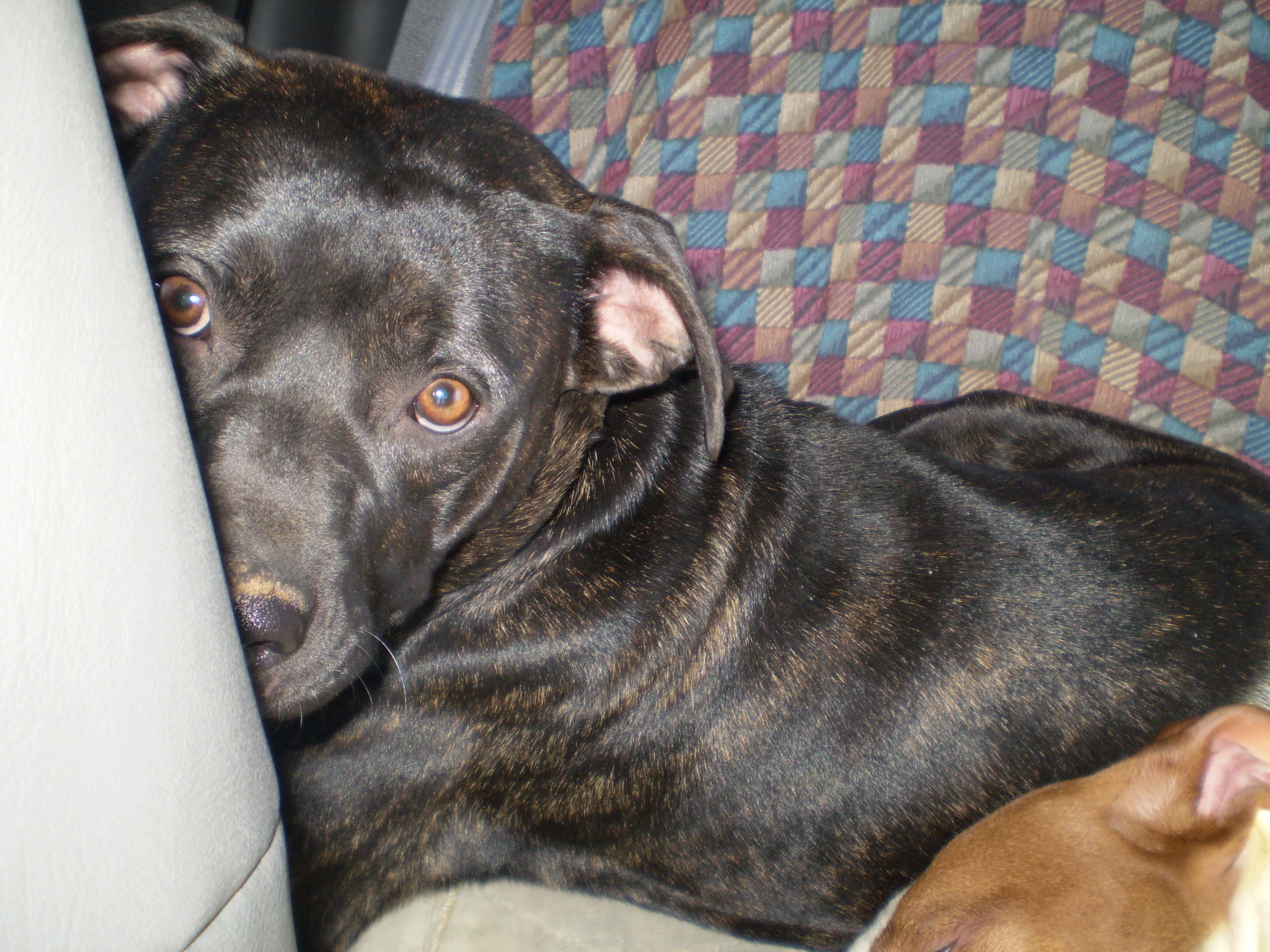 Star! - This is my dog Star.  She's my baby.  She's an American Pit Bull Terrier & the most awesome dog I have ever owned.  I wouldn't trade her for the world.