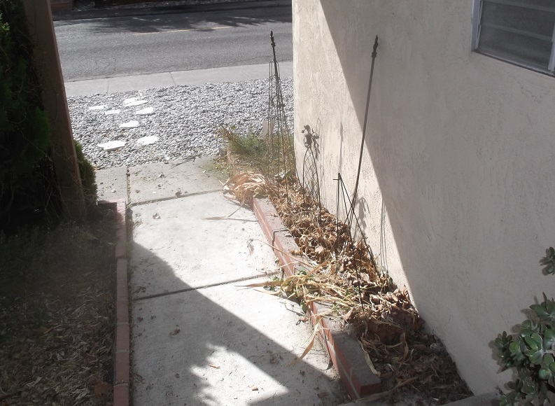 Photo I took of our front walk way after I pulled out our morning glories