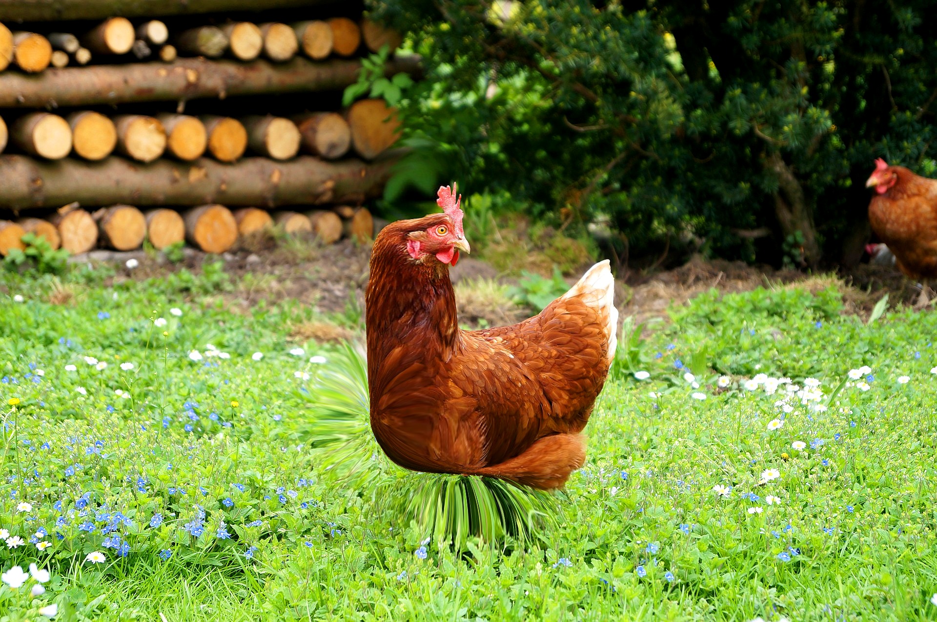 Square chicken from Pixabay dot com and Edit by Gus Kilthau Square chicken from Pixabay dot com and Edit by Gus Kilthau