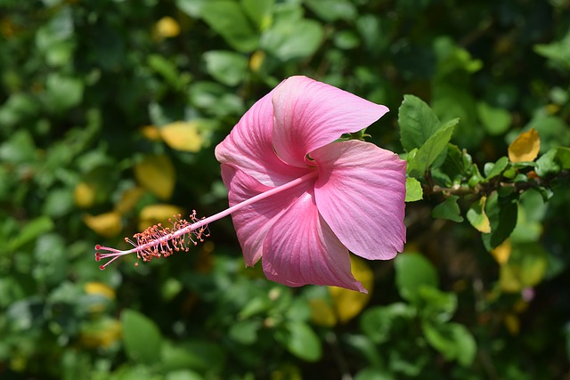 Flower image taken from pixabay