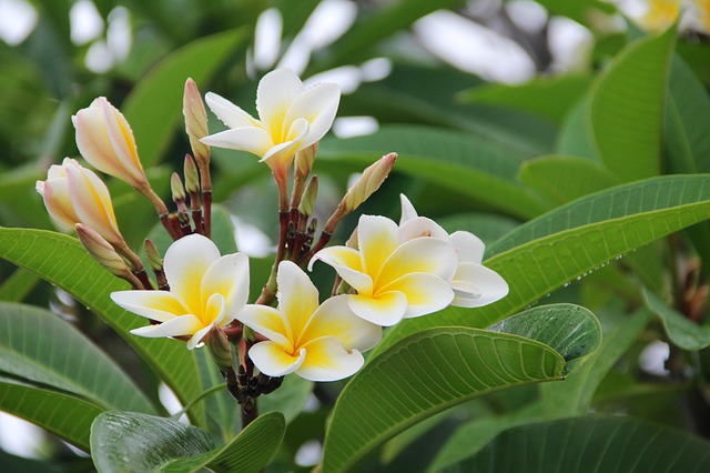 Image of fangipani from pixabay Image of fangipani from pixabay
