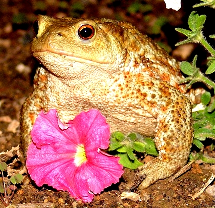 Image: Pretty girl toad by Pixabay dot com Image: Pretty girl toad by Pixabay dot com