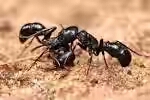 Ants Ants