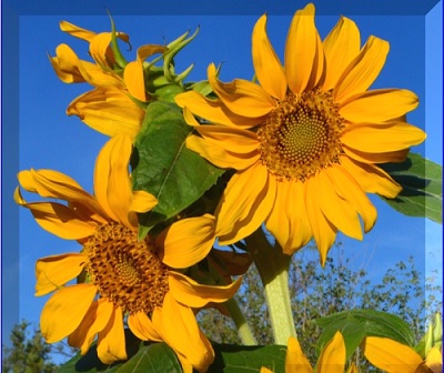 My late spring sunflowers, aren't they pretty? My late spring sunflowers, aren't they pretty?