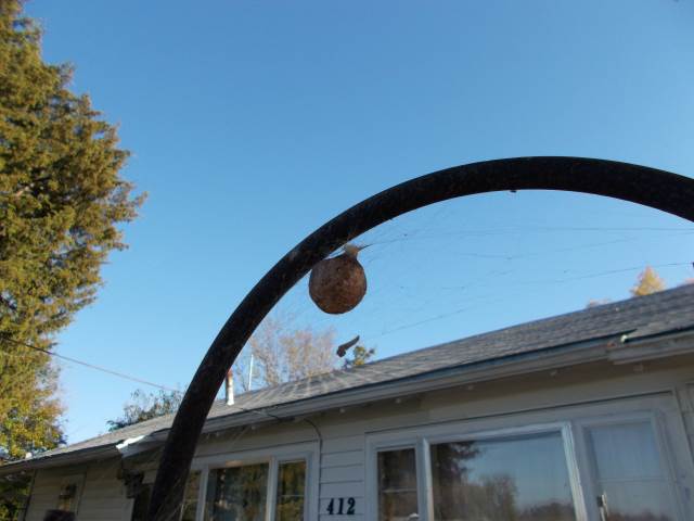 Garden spider egg sack Garden spider egg sack