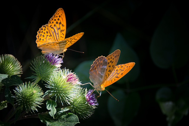 https://pixabay.com/en/silver-bordered-fritillary-butterfly-877121/ by bogitw.