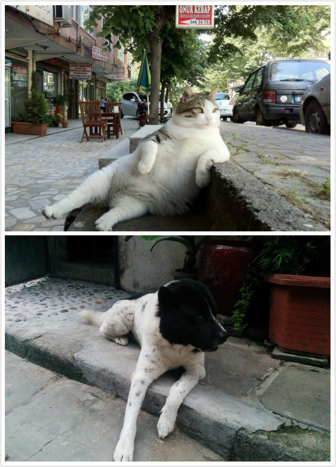 cat and dog cat and dog
