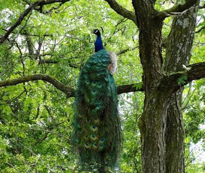 Peacock