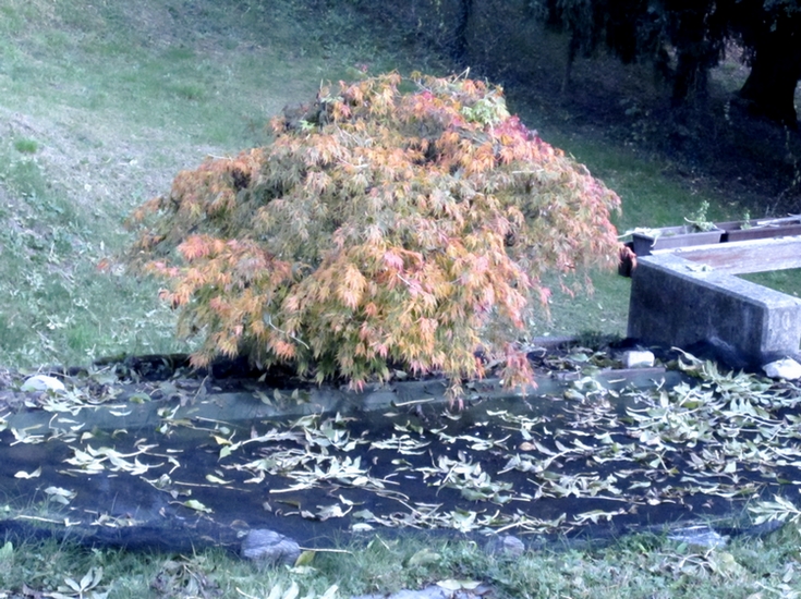 The photo is mine, the pond today. The photo is mine, the pond today.