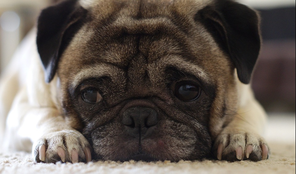 https://pixabay.com/en/pug-puppy-dog-canine-close-up-1522653/ https://pixabay.com/en/pug-puppy-dog-canine-close-up-1522653/
