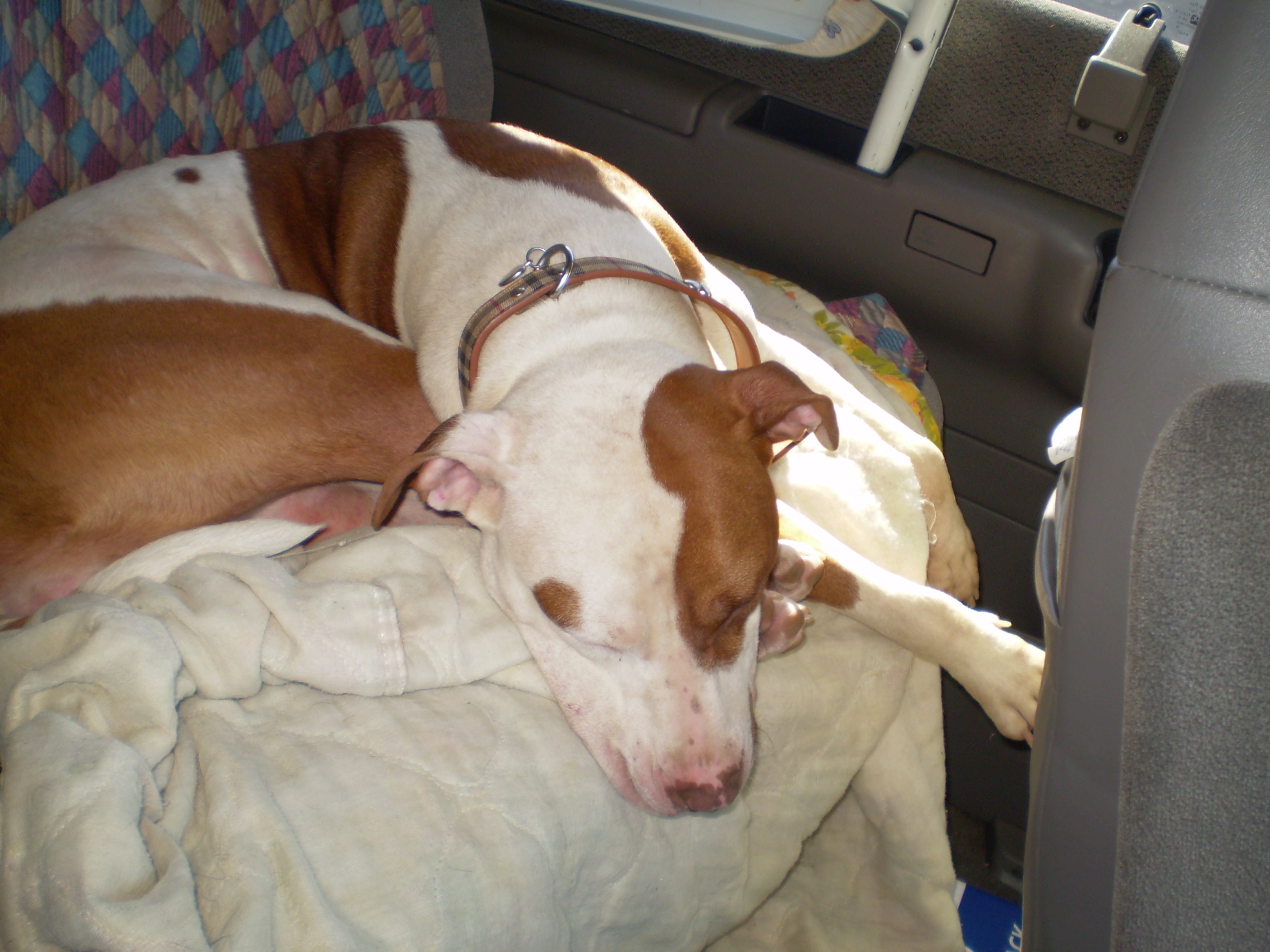 Denali - This is Denali.  She's my other baby.  She's also an American Pit Bull Terrier.  She's a complete cuddle bug.  She'll sit on your lap all day if you let her.  She'll also bathe you in kisses.  I love her to pieces.