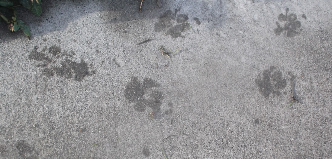 Photo I took of Angel&#039;s wet paw prints this morning on our walk