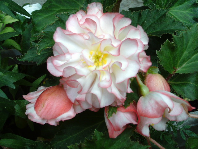 Flowers from my garden for Martin.