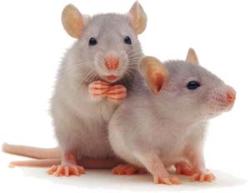 Will you keep them as pets.They look pretty! - Rats