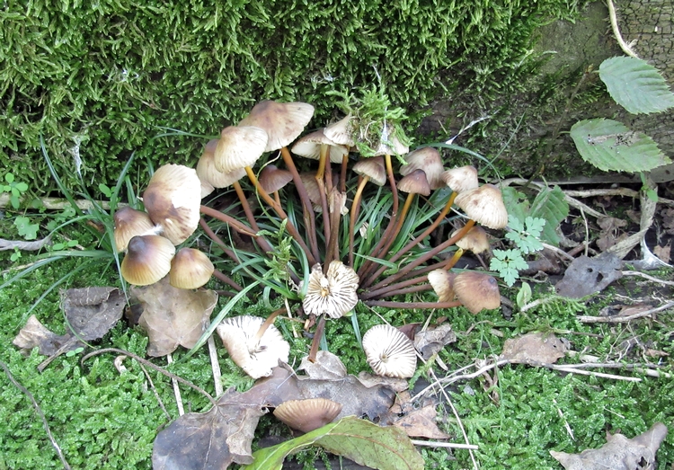 Personal photo of mushrooms in my garden