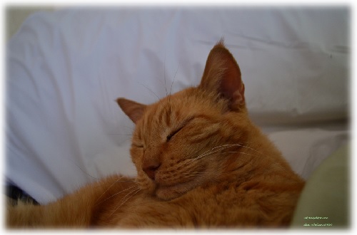 Good old Max, he's smilin cuz his belly is full Good old Max, he's smilin cuz his belly is full