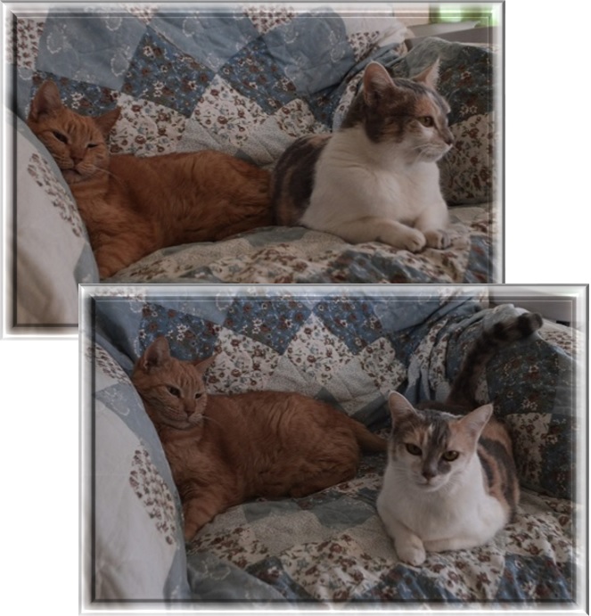 Look closely at Max in both shots, can you see what he is doing? Look closely at Max in both shots, can you see what he is doing?