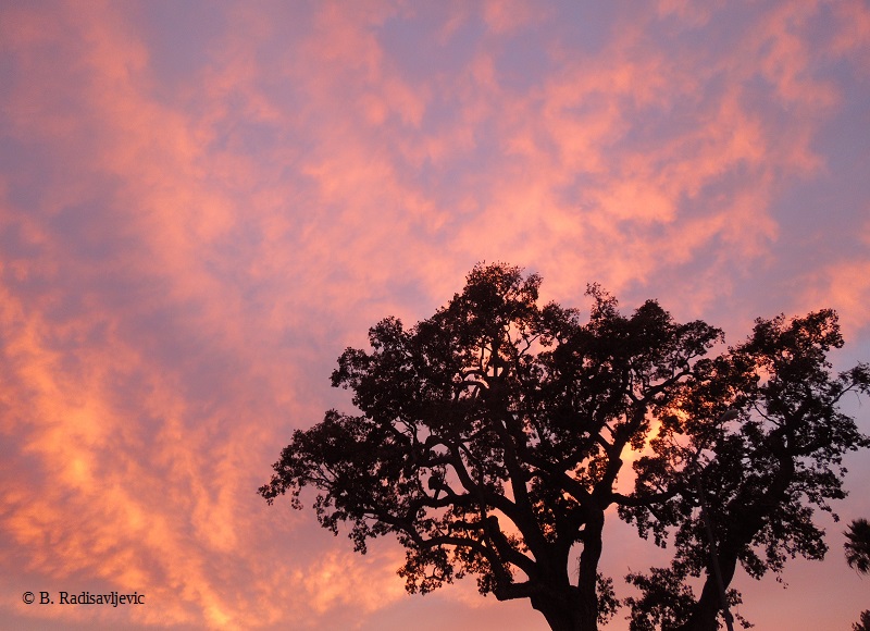 Oak at Sundown, Paso Robles, California